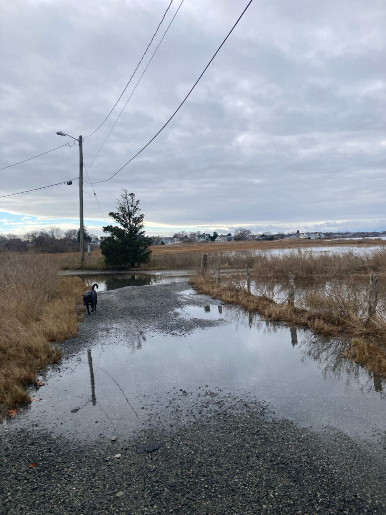 a dog walking in a puddle (MyCoast AI)