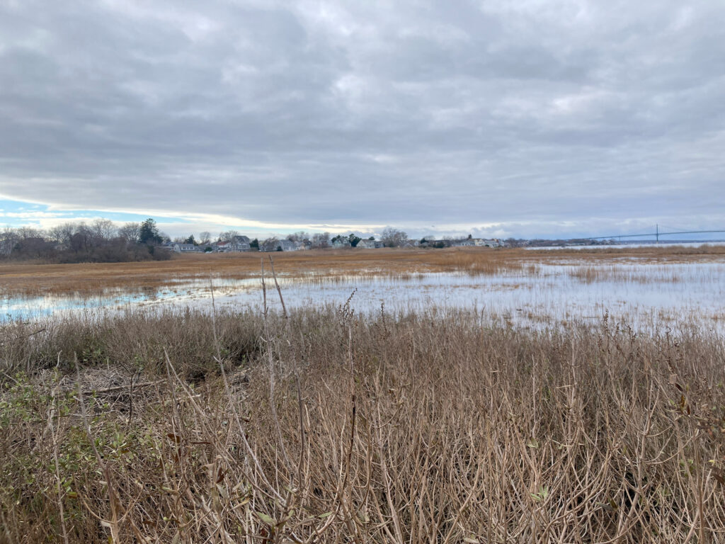 a marshy area with a body of water in the background (MyCoast AI)