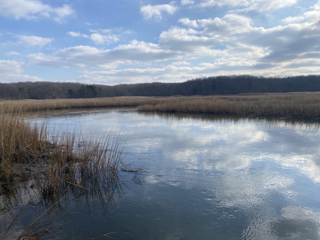 a body of water with trees in the background (MyCoast AI)