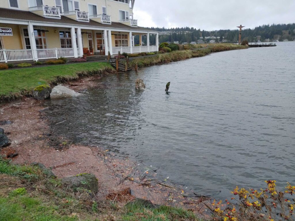 a bird standing in a body of water next to a house (MyCoast AI)