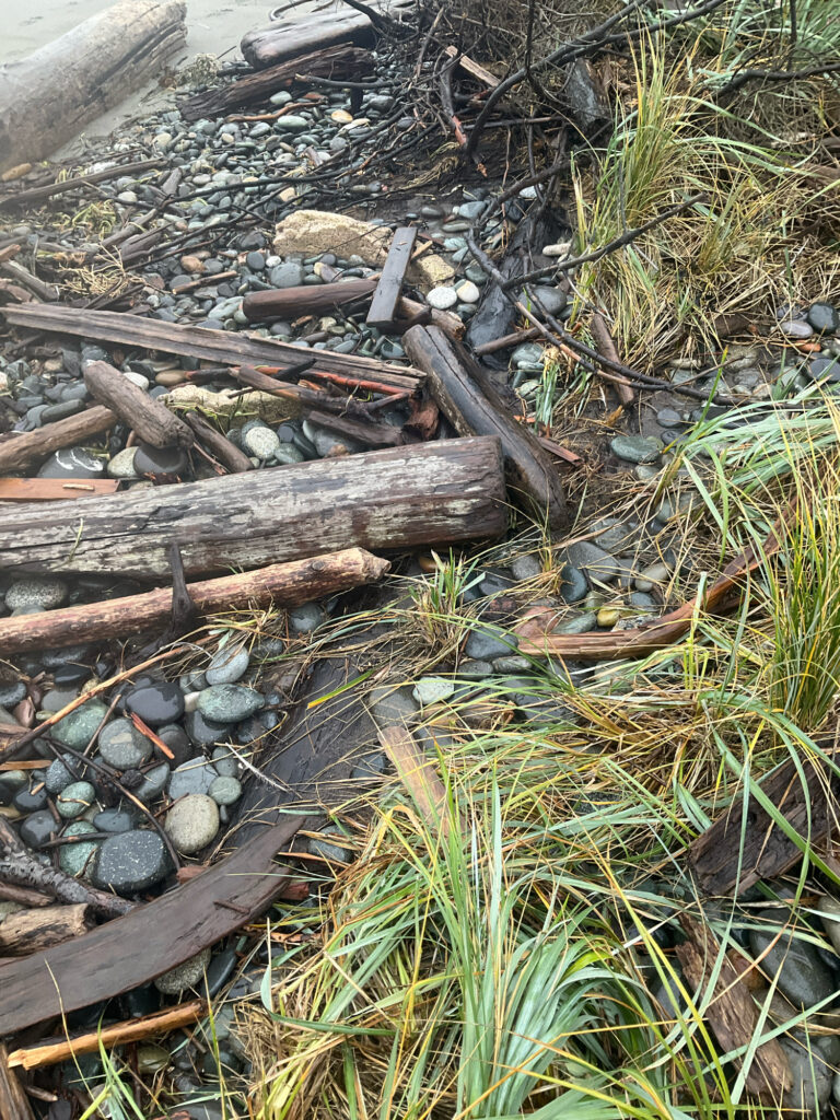 a pile of wood and sticks (MyCoast AI)