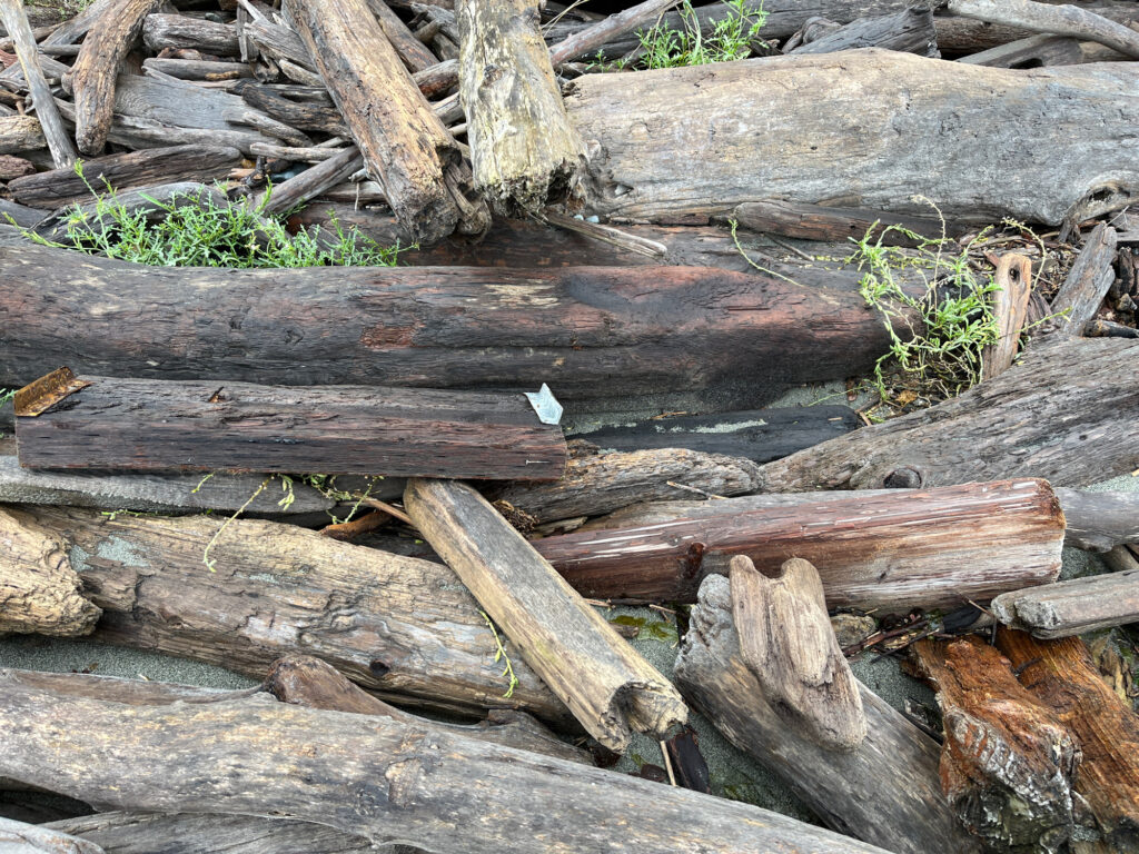 a pile of wood (MyCoast AI)