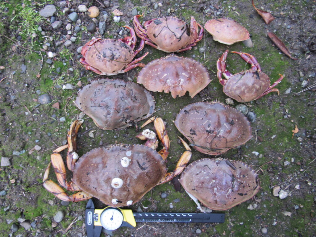 a group of mushrooms (MyCoast AI)