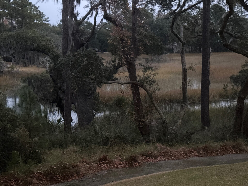 a body of water with trees around it (MyCoast AI)