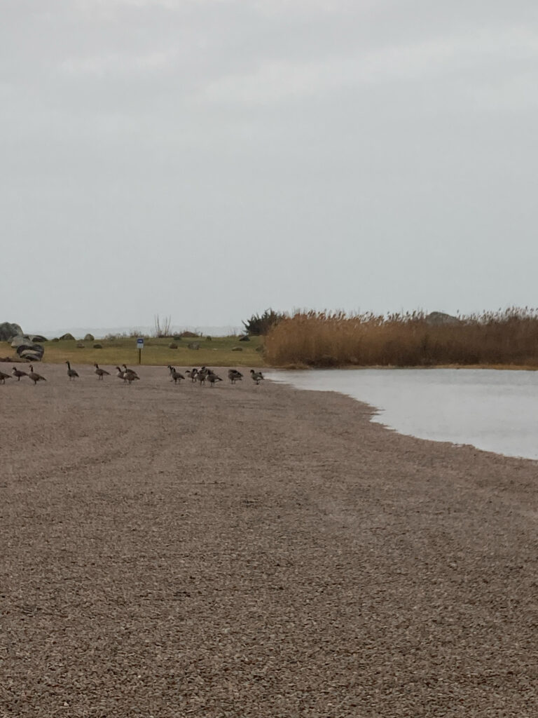 a group of animals walk across a beach (MyCoast AI)