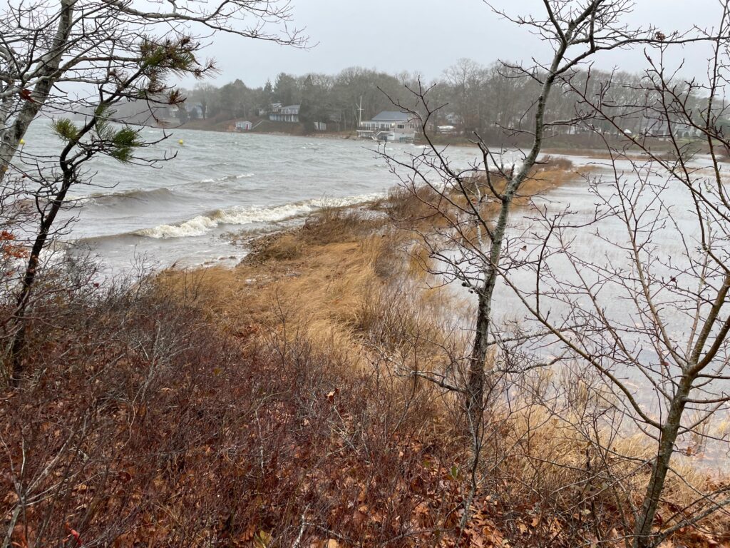 a body of water with trees around it (MyCoast AI)