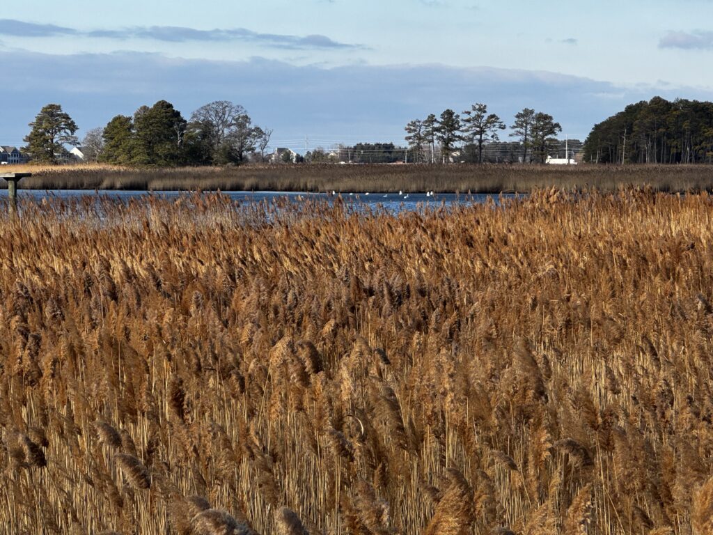 a field of brown grass with a body of water in the background (MyCoast AI)