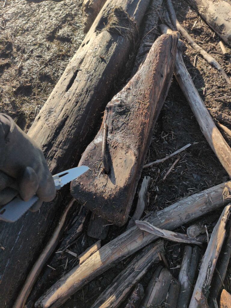 a tree trunk with a knife (MyCoast AI)