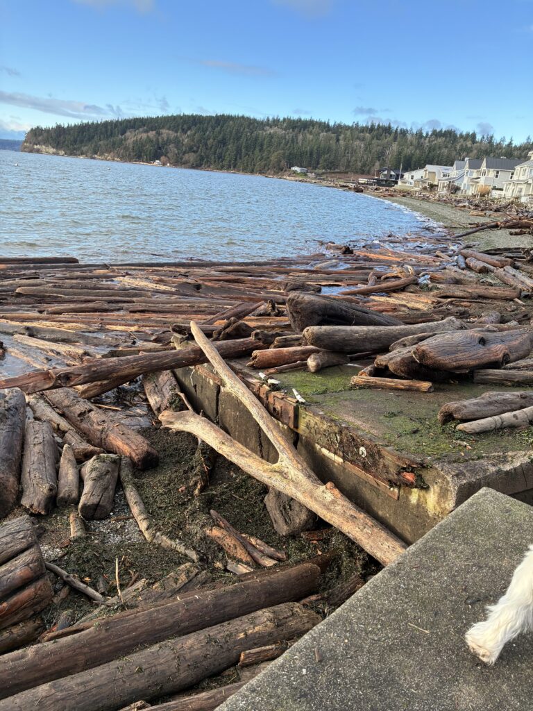 a group of logs on a beach (MyCoast AI)