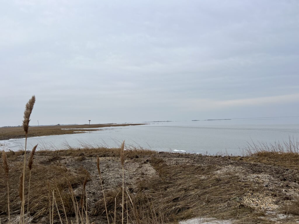 a beach with grass and sand (MyCoast AI)
