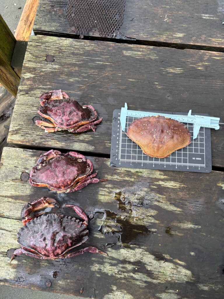 a group of meat on a grill (MyCoast AI)
