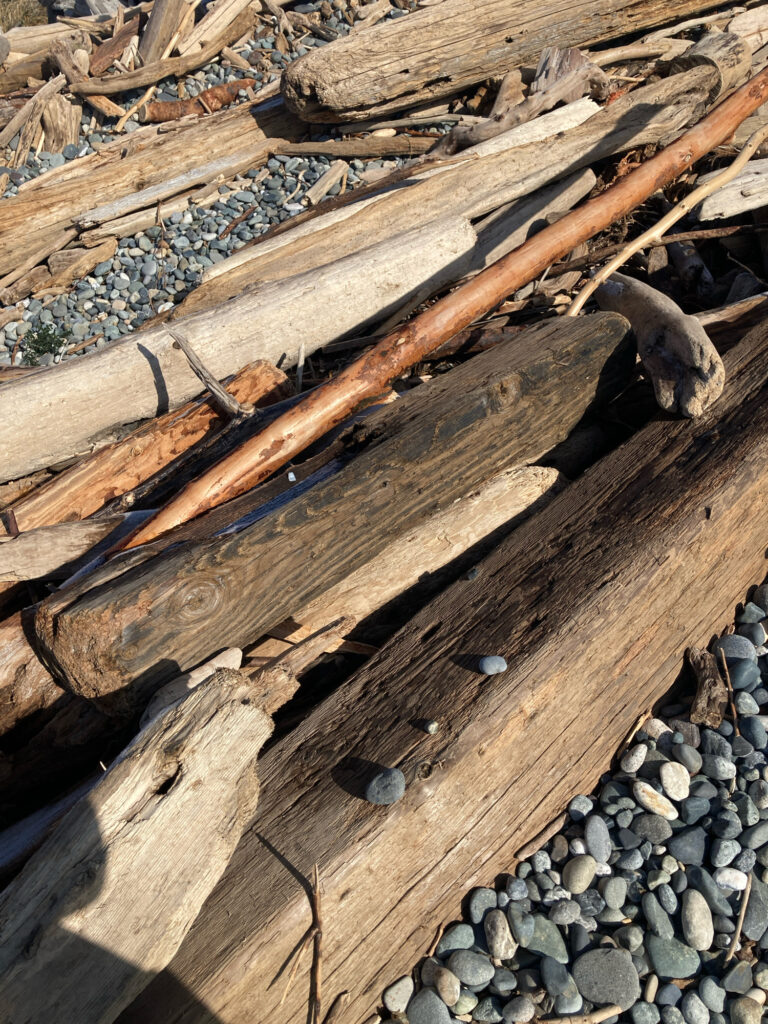 a lizard on a log (MyCoast AI)