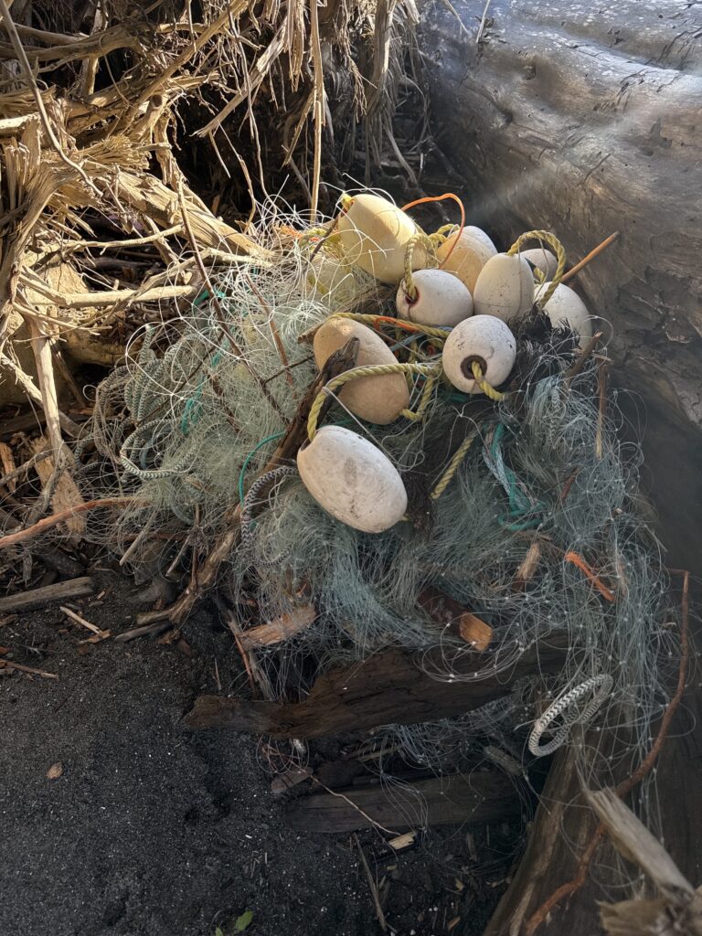 a group of mushrooms growing in a tree (MyCoast AI)