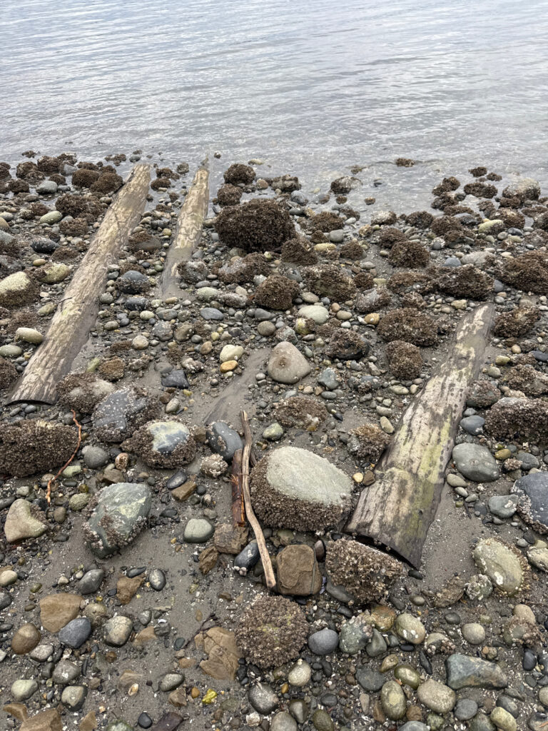 a rocky beach with a log (MyCoast AI)