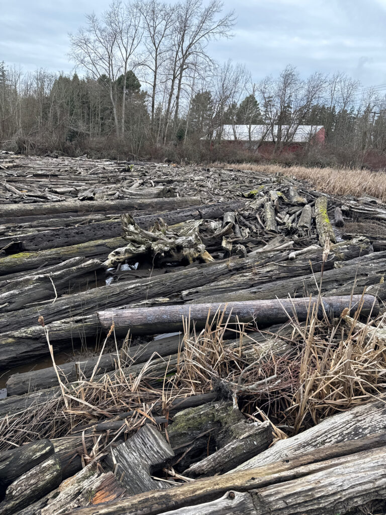 a pile of cut down trees (MyCoast AI)