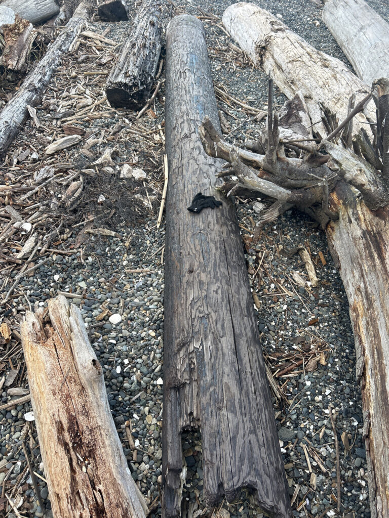 a group of tree stumps (MyCoast AI)