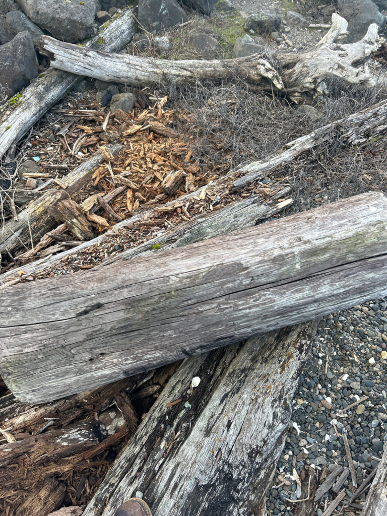 a wooden bench in a forest (MyCoast AI)