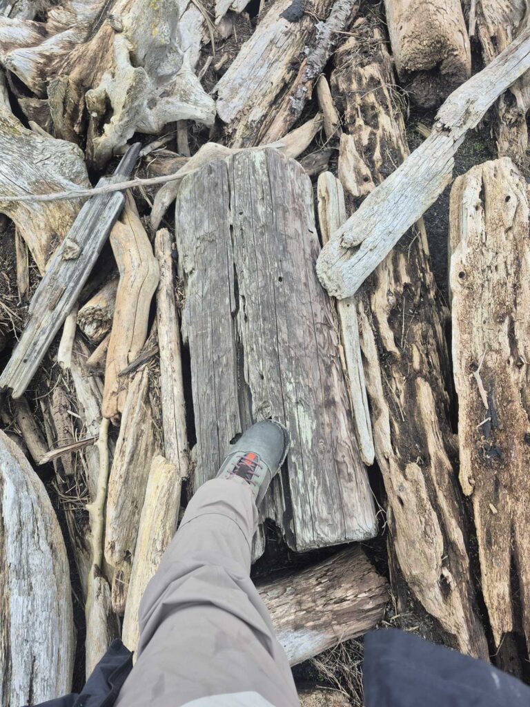 a person's foot in a hole in a tree (MyCoast AI)