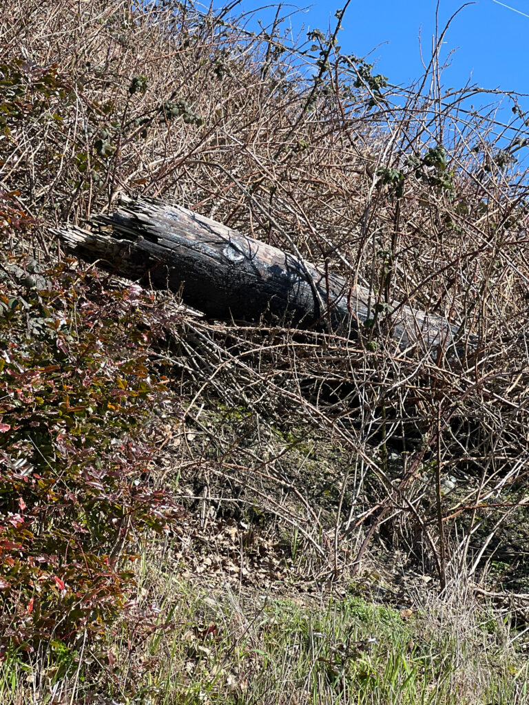 a tree stump in a field (MyCoast AI)