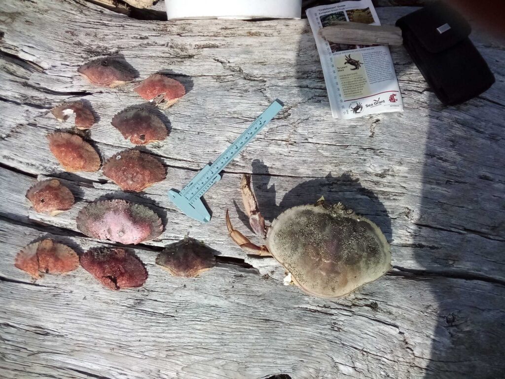 a group of rocks on a wood surface (MyCoast AI)