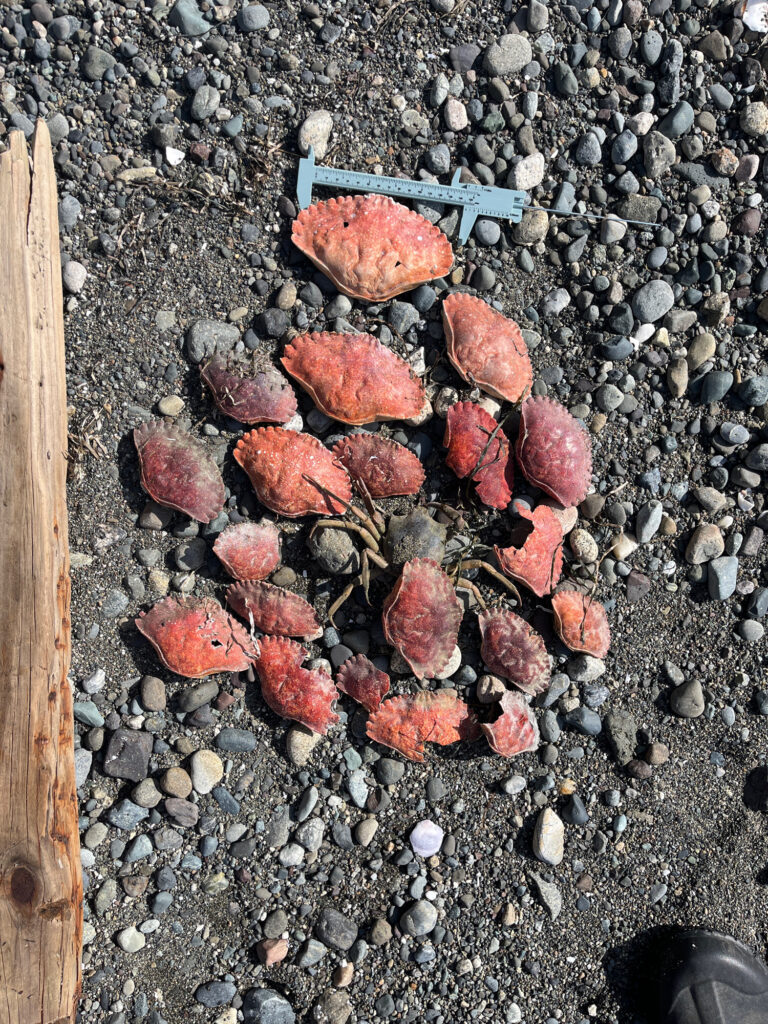 a pile of red rocks (MyCoast AI)