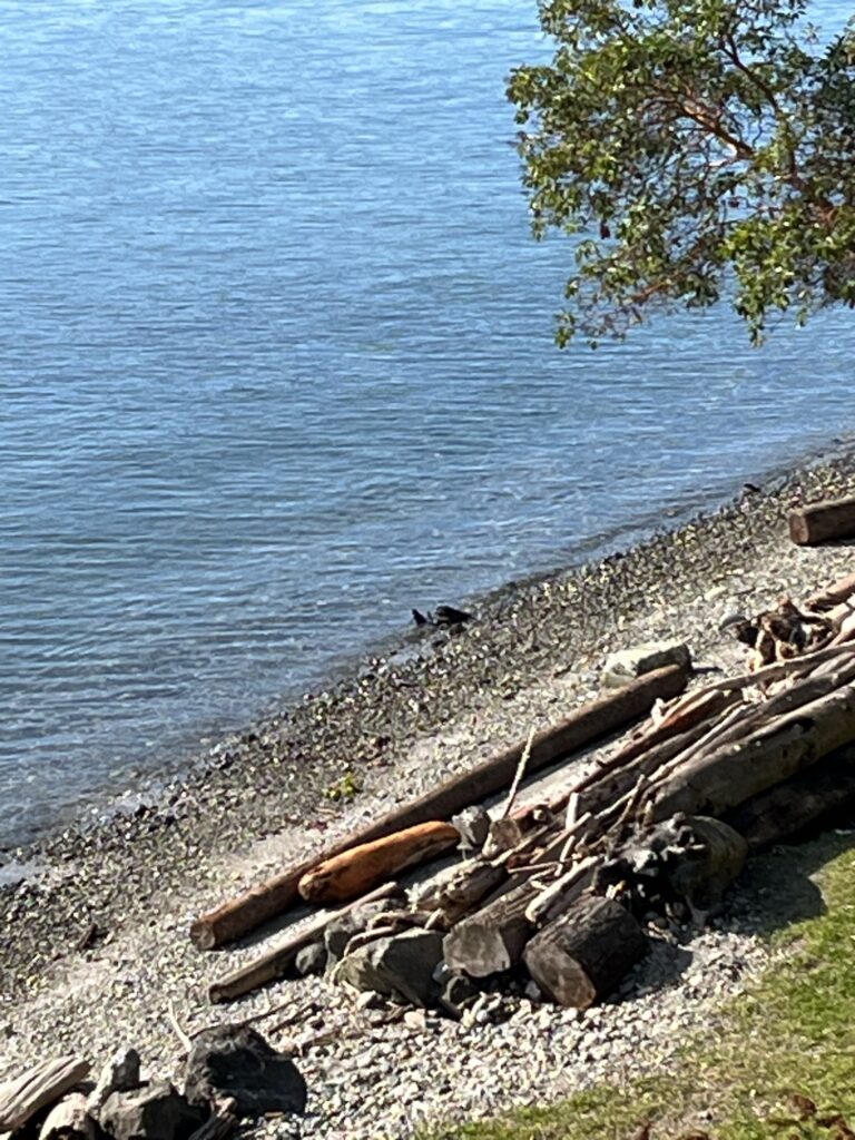 a tree next to a body of water (MyCoast AI)
