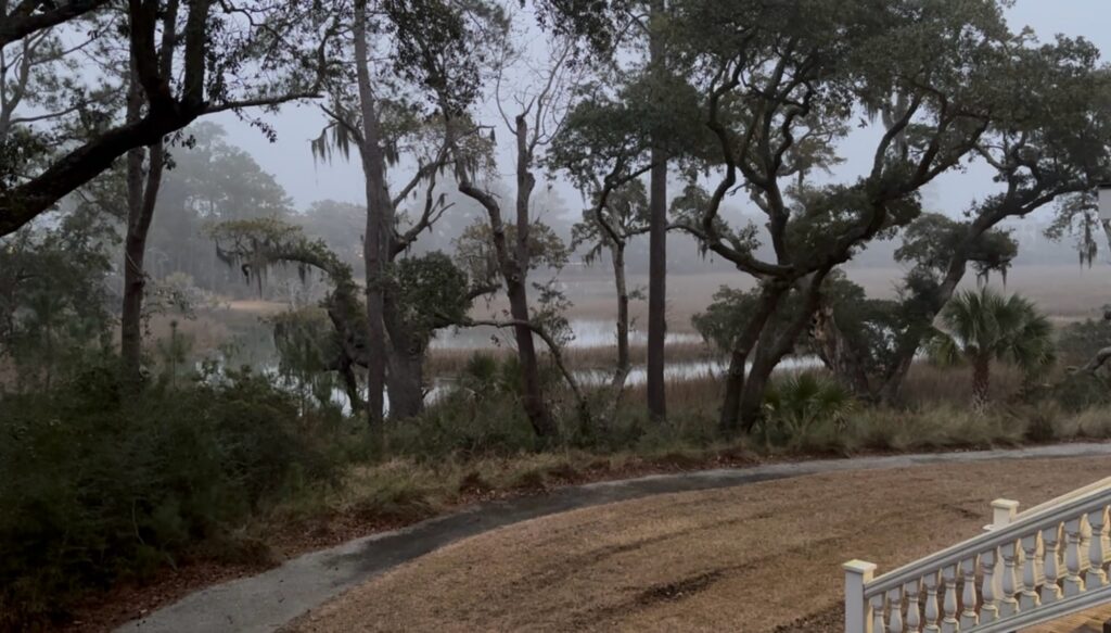 a road with trees and bushes (MyCoast AI)