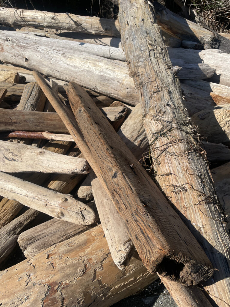 a tree trunk with many cut logs (MyCoast AI)