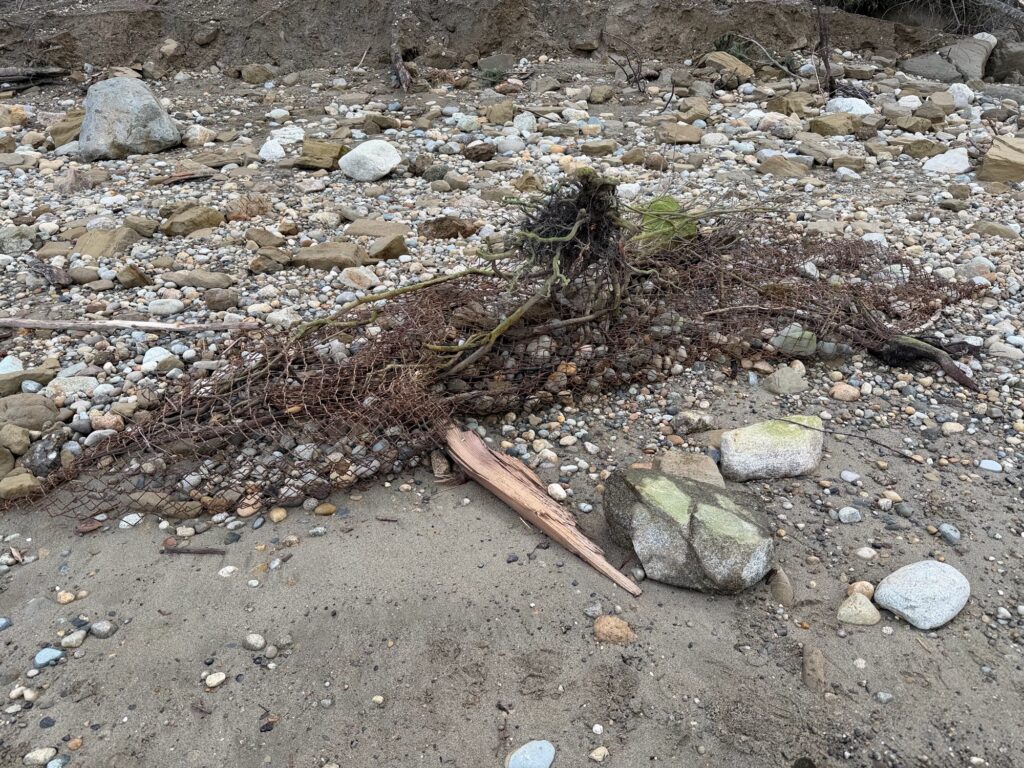 a small cactus in a rocky area (MyCoast AI)