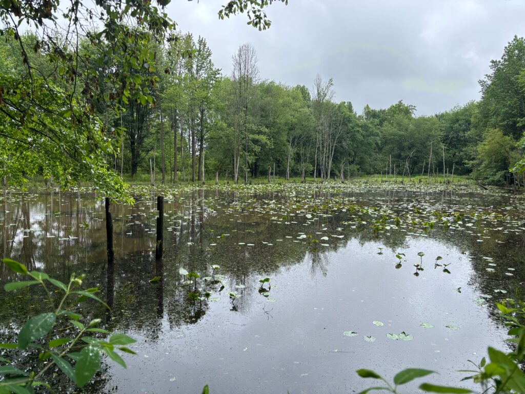 a body of water surrounded by trees (MyCoast AI)