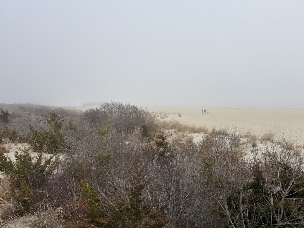 a field of dry grass (MyCoast AI)