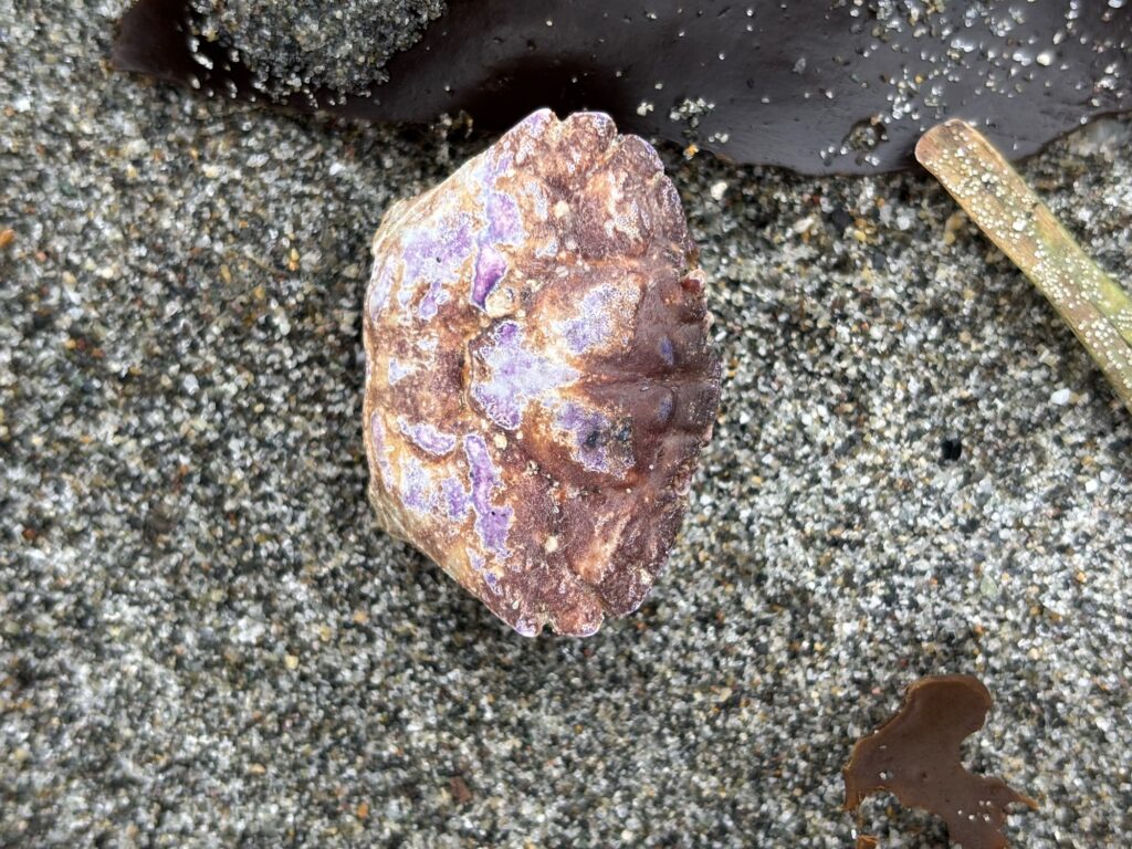 a close up of a rock (MyCoast AI)
