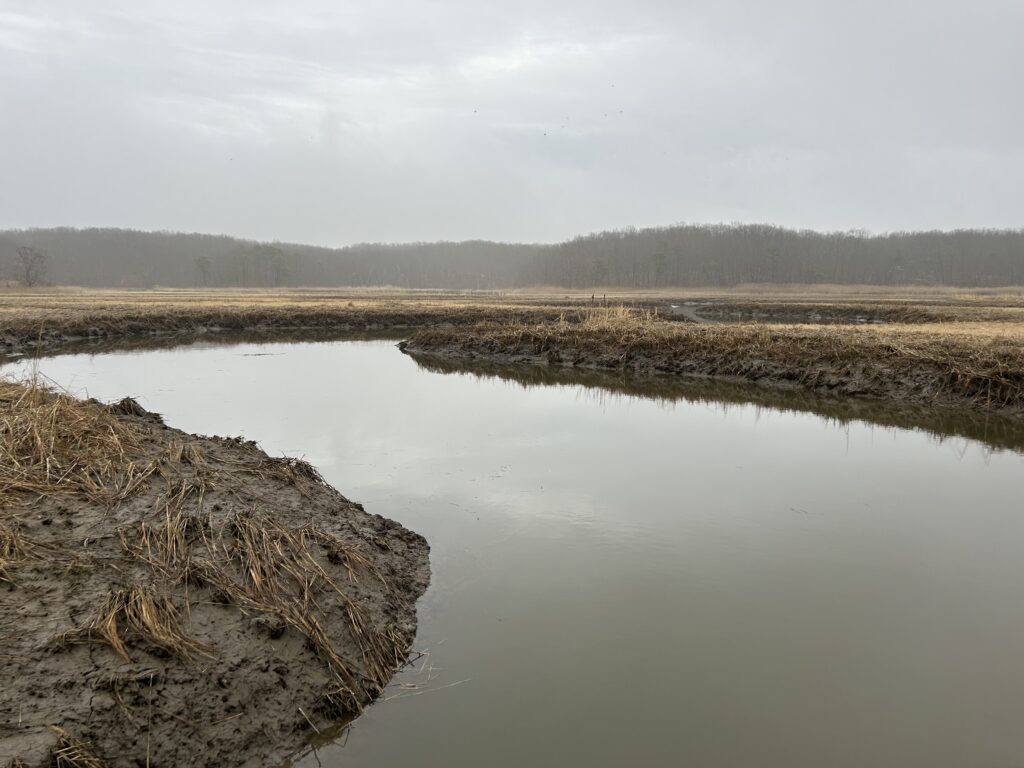 a body of water with grass and trees around it (MyCoast AI)