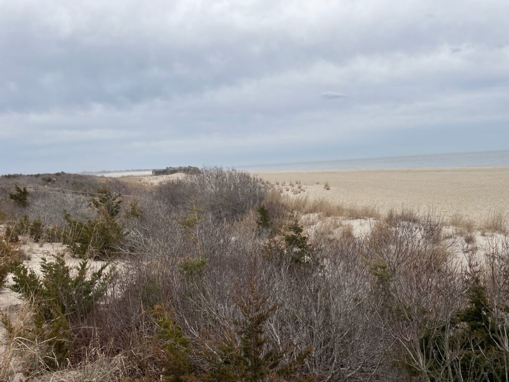 a field of dry grass (MyCoast AI)