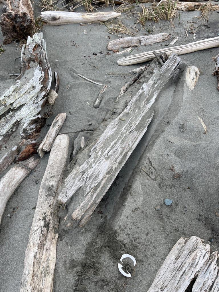 a group of logs on the ground (MyCoast AI)