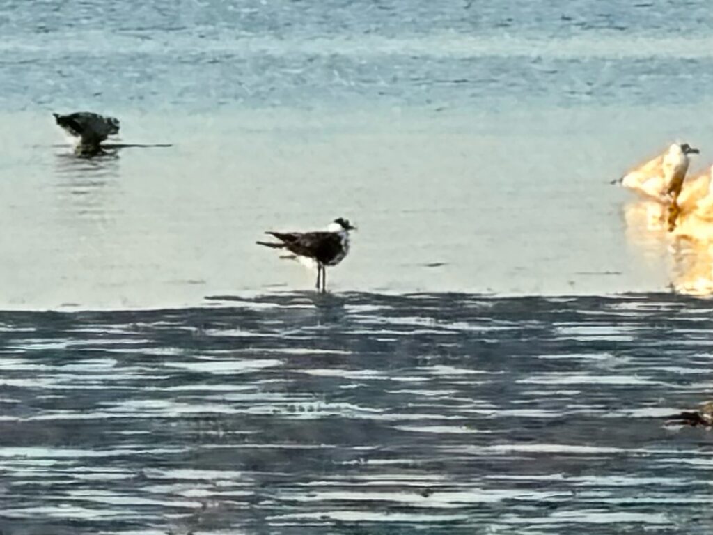 birds are flying above the water (MyCoast AI)