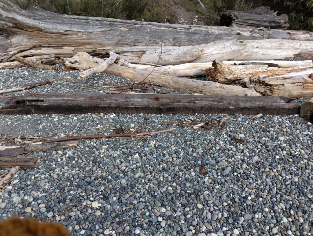 a group of logs on a rocky ground (MyCoast AI)