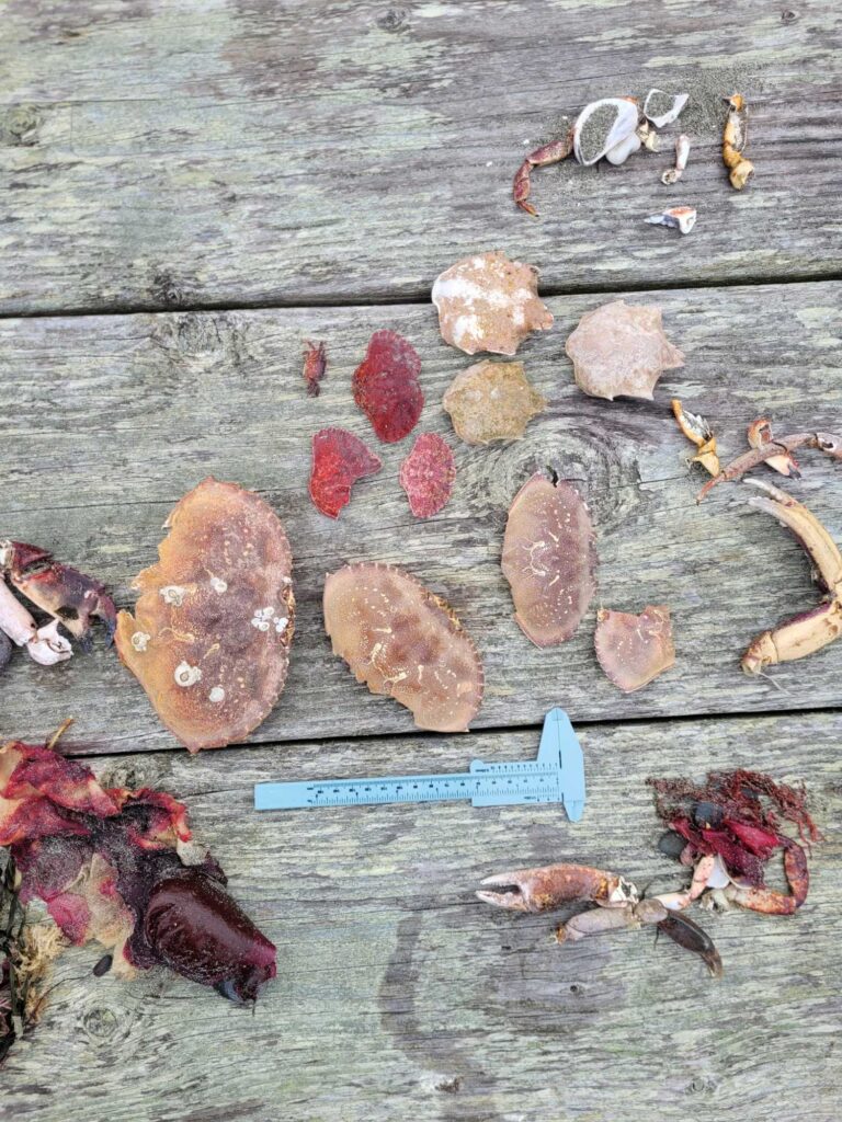 a group of butterflies on a wood surface (MyCoast AI)