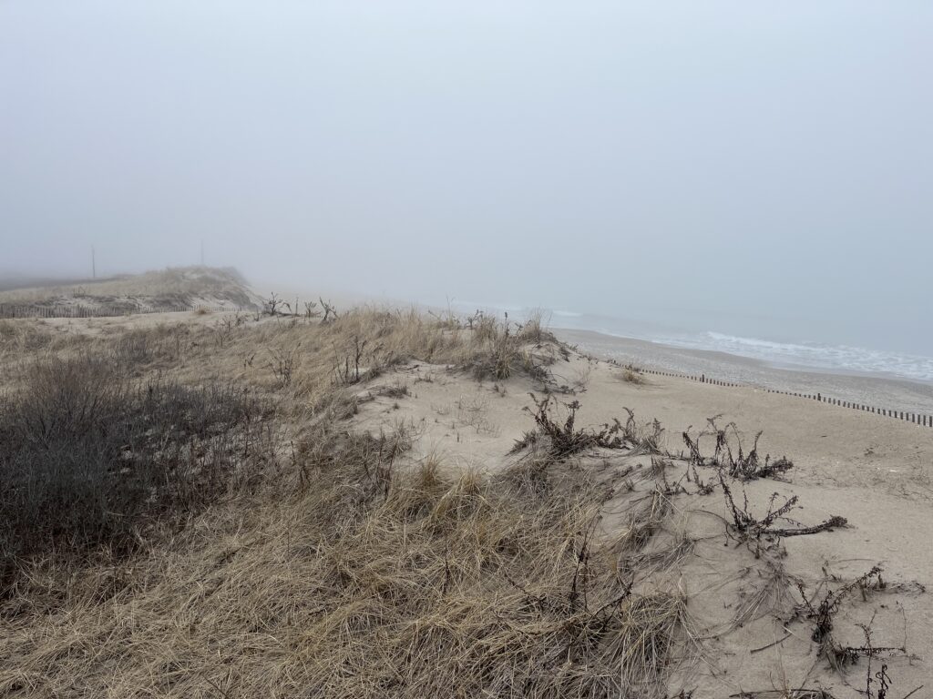a sandy beach with bushes and trees (MyCoast AI)