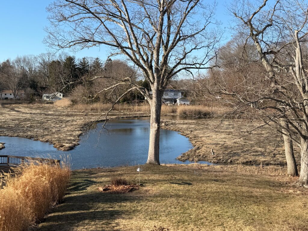 a pond with trees and grass around it (MyCoast AI)