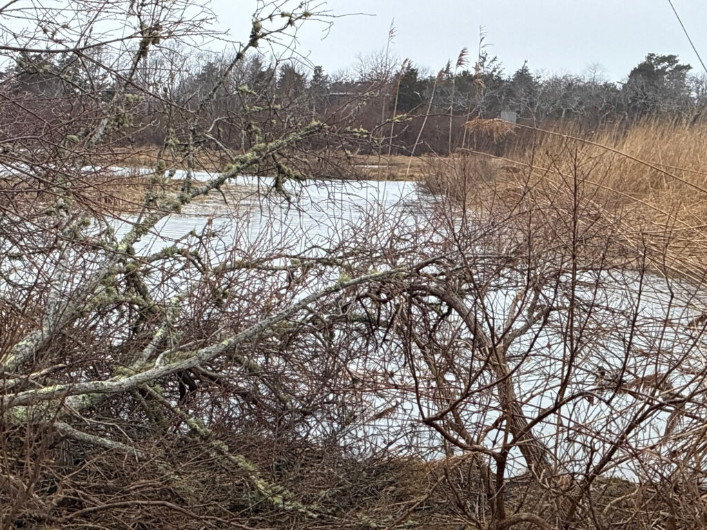 a river with trees on the side (MyCoast AI)