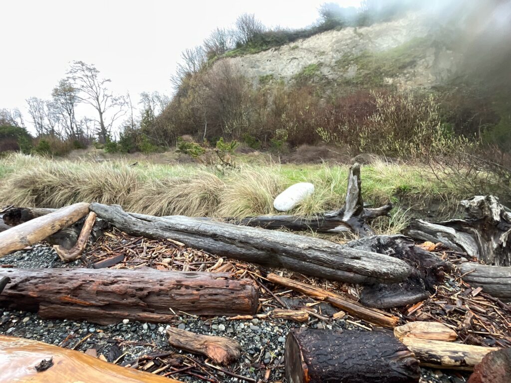 a pile of cut down trees (MyCoast AI)
