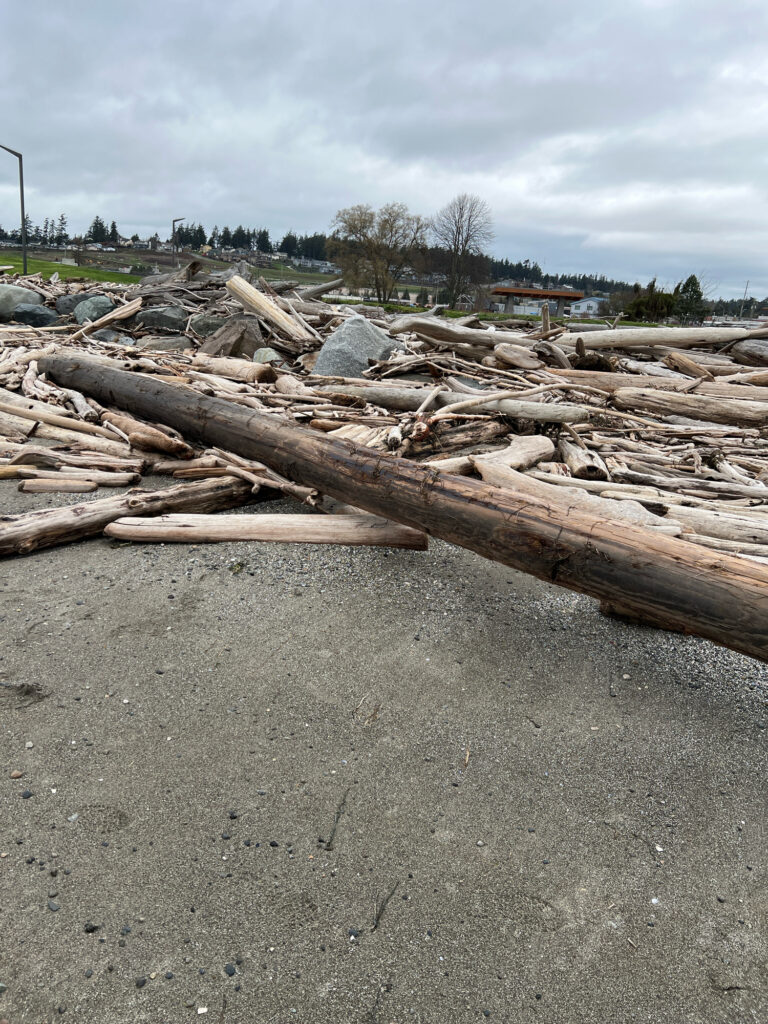 a pile of wood (MyCoast AI)