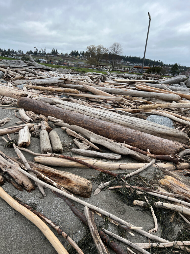 a pile of wood (MyCoast AI)