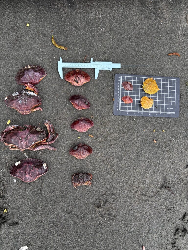 a group of objects on a concrete surface (MyCoast AI)