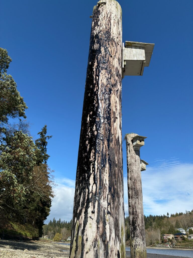 a tree trunk with a birdhouse on it (MyCoast AI)