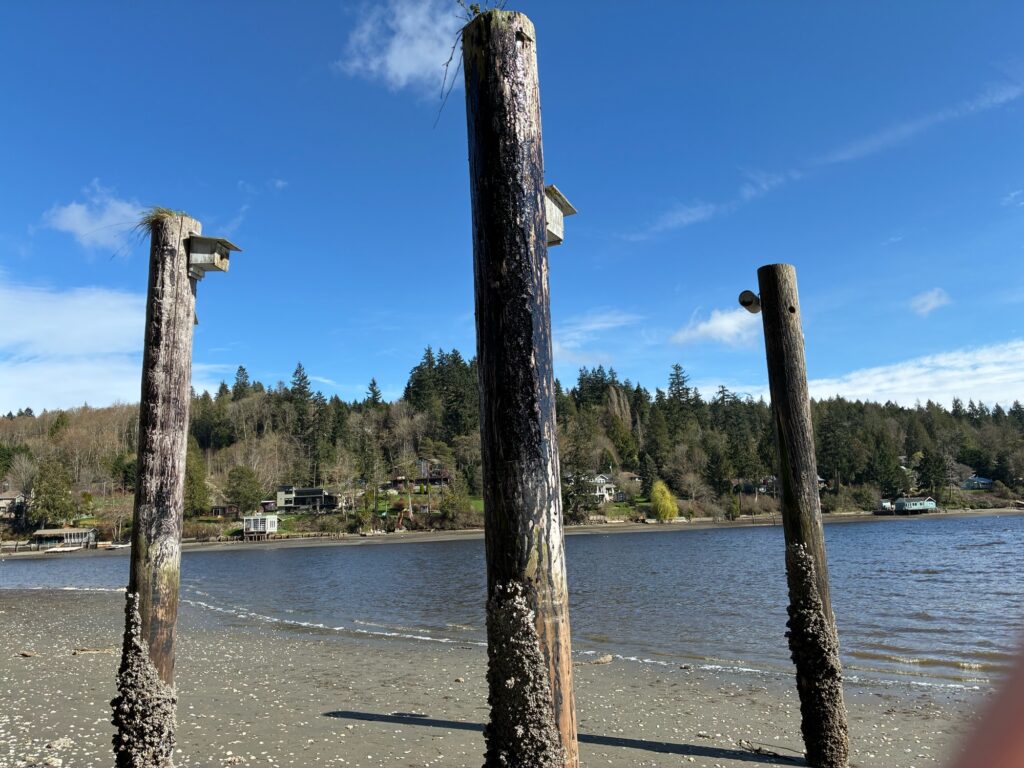 a group of wooden posts in the water (MyCoast AI)