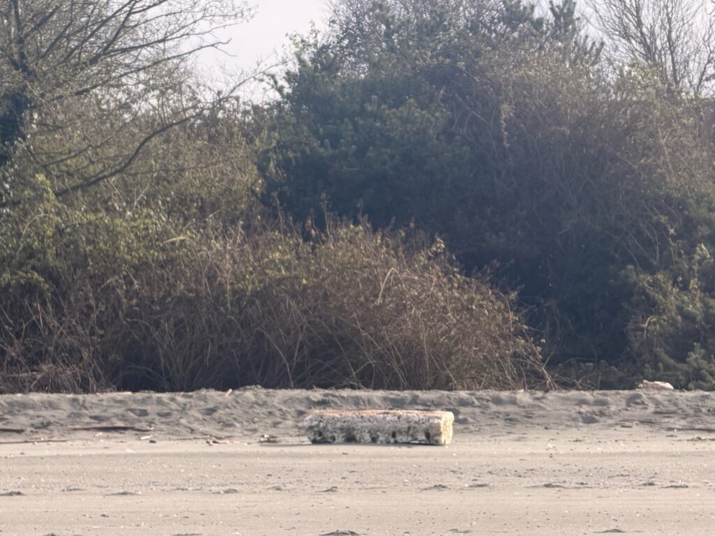 a bench in a sandy area (MyCoast AI)