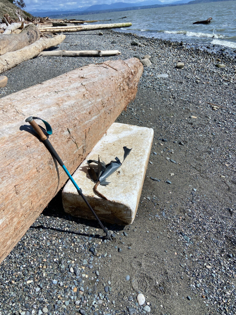 a lizard on a piece of wood (MyCoast AI)