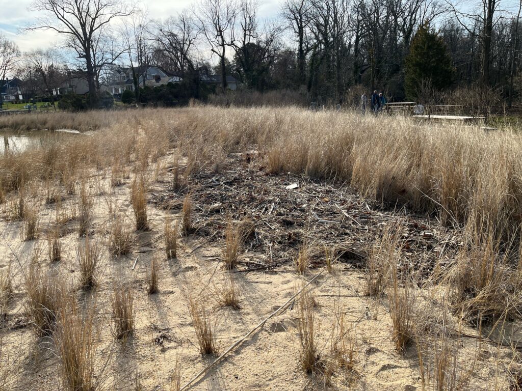 a field of dry grass (MyCoast AI)